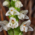 Creeping Ladies Tresses (Goodyera repens) 