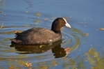 Coot