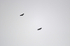 White-tailed Eagles