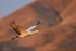 Sandhill Crane climbing after takeoff, Bosque del Apache, New Mexico