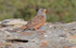 Cretzchmar's Bunting