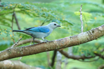 Blue-grey Tanager portfolio