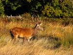 Red Deer