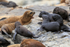 Sea Lion (female) supervising pups, Chile