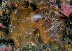 Tritonia hombergii mating