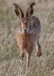Brown Hare