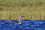 Red-throated Diver chick following adult, Floi, Iceland
