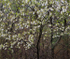 Serviceberry--Norfolk County