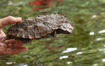 Mata Mata Turttle