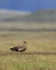 Great Skua resting, Jokulsarlon, Iceland
