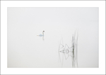  Lough Carra Swan-9154