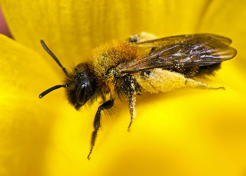 [i]Andrena bicolor[/i] female, inside a daffodil flower. Warwickshire, April 2013.