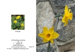 Spring 3.  Daffodil