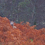 Red in Bracken