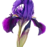Twin-flowered Iris (Iris bicapitata)