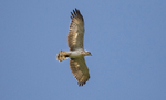 Short Toed Eagle