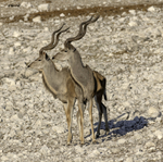 Kudu Pair