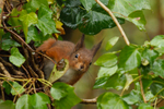 Red Squirrel - Sciurus vulgaris RPNP0143