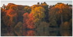 Autumn Colour, Hillsborough Lake (IMG0704)