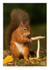 Red Squirrel