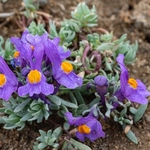 Alpine toadflax (Linaria alpina)