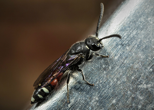 A female [i]Sapyga quinquepunctata[/i] resting on the roof of my garden "bee-hotel". Warwickshire, June 2014. Note lo…