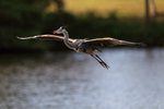 Great Blue Heron gliding approach, Venice Rookery, Florida