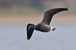 Brent Goose honking in flight at Arne