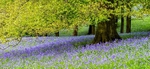 Bluebells near Pott Shrigley (2)