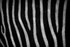 20211116-RLP_6286