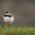 Ringed Plover
