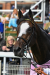 Race 5 4.05pm Boodles Yorkshire Cup Stakes portfolio