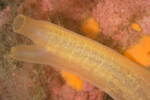 Ciona intestinalis