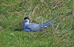Arctic Tern