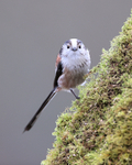 Long-tailed Tit front view, Otterbourne, Hampshire