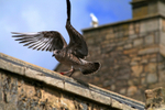 Juvenile Gull  Urban environment_ GU_002