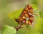 Pearl-Bordered Fritillary