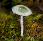Blue Roundhead