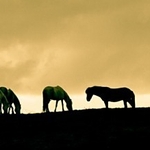 Animals-017
