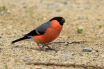 Bullfinch (male) feeding on seed at Otmoor RSPB