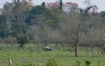 Rhino central gate