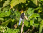 Scarce Chaser