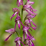 Orchis x bergonii = Orchis anthropophorum x Orchis.simia hybrid