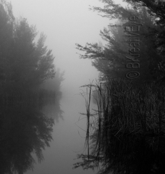 Trees  048