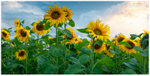 The Sunflower Field, Portglenone (IMG0821)