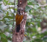 Greater Flameback