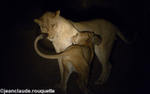 Lionness is playing with her cub
