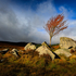 Tree On The Rocks