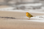 Yellow Warbler portfolio