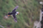 Puffin in flight, green background - Bempton Cliffs, Yorkshire